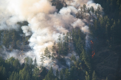 Smoke billows into the sky from a forest fire