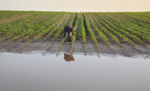 Farmer touching and examining young plants in mud and water, damaged field after flood.