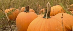 Pumpkins in a field