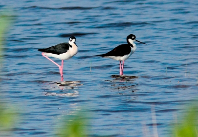 Two birds with black wings and heads and white throats and bellies and long legs standing in water.