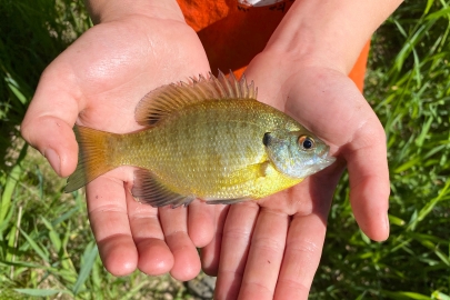 Close up of hands holding a small fish.