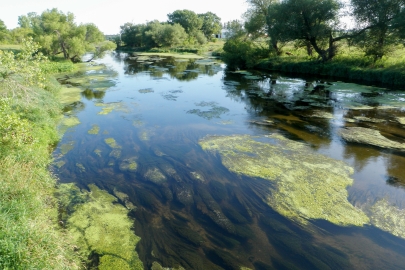 Algae in the Shell Rock River.
