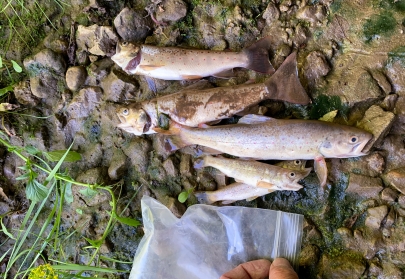 Five dead trout of varying sizes laying on rocks.
