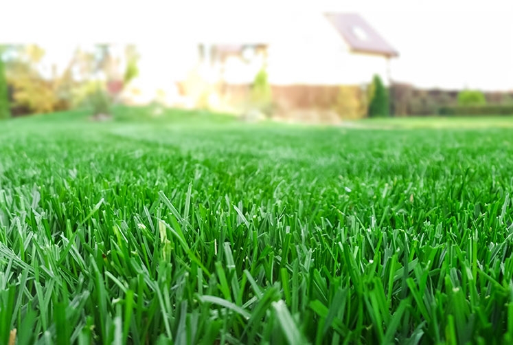 Close up of freshly cut green grass.