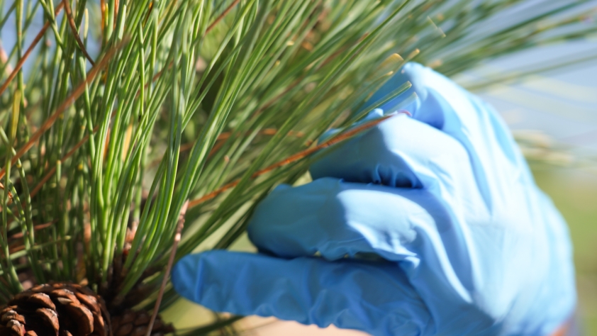 Close up of a hand in a blue glove collecting long pine needles from a branch. 
