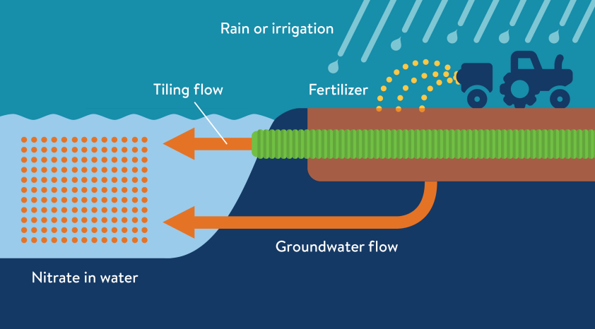 Rain carries fertilizer from fields to ditches and streams through tile drainage, leading to higher levels of nitrate in water.
