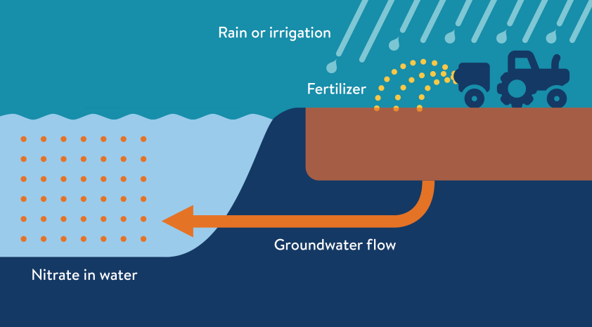 Without tile drainage, rainwater flows from fertilized fields to ditches and streams through the ground, removing some of the nitrate.