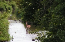 Two deer stand in shallow river lined with trees.