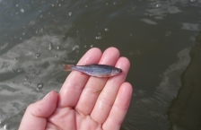 Close up of an open hand displaying a very small fish called a Redfin Shiner.