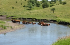 Cattle standing in Pomme de Terre River