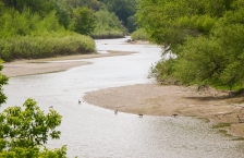 A small river winds through woods, four Canada geese stand in the shallows along the flat river bank.