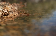 Leaves along the shore of Comfort Lake in Wyoming, MN
