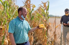 A man in a blue green plaid shirt stands in a corn field holding two ears of corn out and talking to someone out of frame.