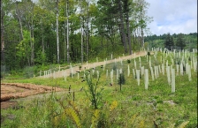 The final site restoration of Snively Creek in Duluth, which includes native grasses, trees, and shrubs.