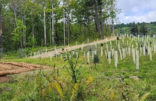 An erosion berm in the lower left corner and newly planted trees on a hillside.