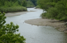 Shallow river winding toward viewer through a heavily wooded area. Canada geese are standing in the shallows.