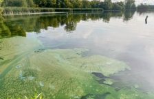 A small lake with light and dark green scum on the surface close to the shoreline. 