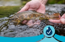 Closeup of hands holding a small brook trout at the surface of a stream.