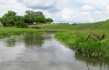 Stream flowing through a grassy field with cattle grazing in background.