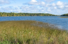 Lake with reeds and grasses in the foreground, and tree covered shoreline across the lake.