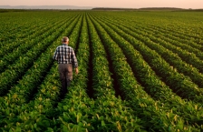 Rear view of farmer walking in soybean field at dusk.