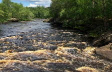 Turbulent river with dark water flowing through rocky banks and pine trees