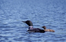 A loon and chick on a lake.