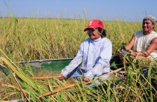 Two people in a canoe in a stand of wild rice plants.
