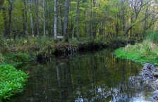 A small stream running through woods.