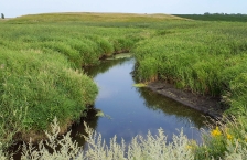A narrow stream running through banks covered in long grass.