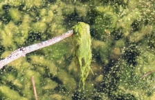 A clump of green filamentous algae that looks like fiber or threads on the end of a stick.