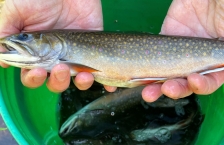 Brook Trout sampled by DNR