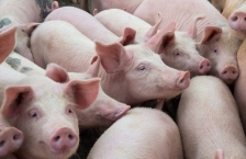 Herd of pigs in a pen.