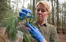 Close up of a woman wearing gloves collecting pine needle samples from a branch.