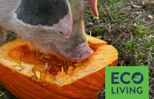 A pig eating a pumpkin in a grassy field. An overlay graphic says "Eco Living". 