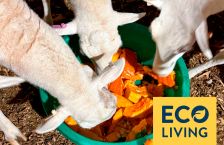 Sheep eating a pumpkin from a green pan. An overlay graphic says "Eco Living". 