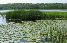 Calm water in a bay filled with lily pads and cattails and trees on the opposite shore.