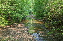 A man looks at a small stream running through the woods.