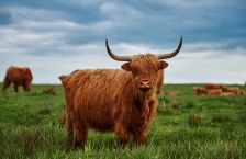 A red Scottish Highland cow stands in a grassy pasture.