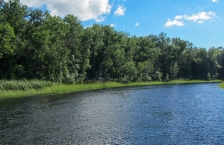 A small river with trees on the left bank and long grass and dock on the right bank.