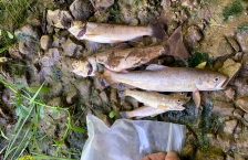 Five dead trout of varying sizes laying on rocks.