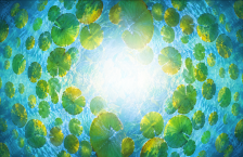 Illustration of water lily pads