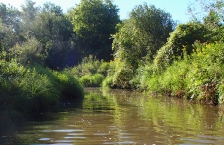 Brown stream with grassy and tree lined banks.