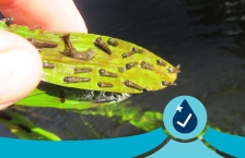 Closeup of fingers holding the leaf of a water plant with insect larvae attached to it.