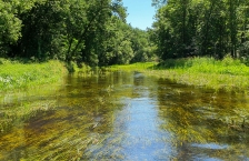 Wide stream with grass growing in it.