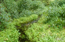 Very small narrow stream running through vegetation.