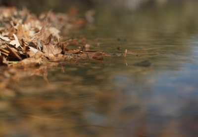 Leaves along the shore of Comfort Lake in Wyoming, MN