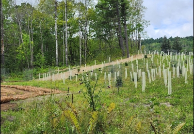 The final site restoration of Snively Creek in Duluth, which includes native grasses, trees, and shrubs.