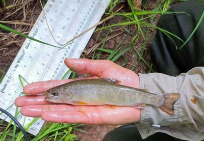 Hand holding a small brook trout. 