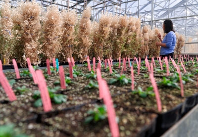 Greenhouse interior with seedlings in the foreground and a woman looking at taller plants in the background.